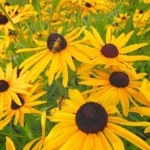 Meet your Posher, Ellen